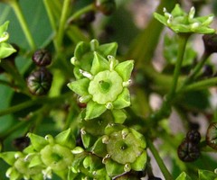 Rhamaceae (Buckthorn family)