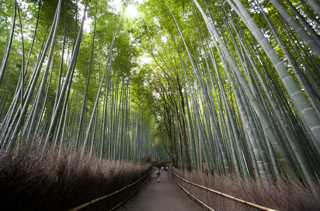 Bamboo Forest, Sagano Kyoto