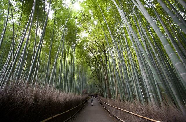 Bamboo Forest, Arashiyama Sagano Kyoto