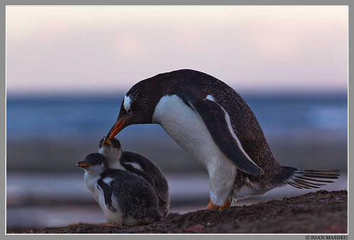 Pingüí Papua (Pygoscelis papua) amb els pollets al capvespre. Illa de Sealion. Illes Falkland. by Joan Masdeu