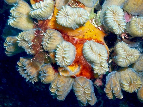 Flower Coral, Belize