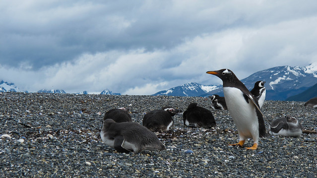Penguin Island in the Beagle Channel - Tierra del Fuego, Argentina
