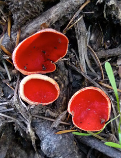 scarlet cup fungus