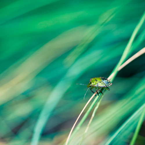 20 Foto Makro Hewan, Serangga dan Kupu-kupu Inspiratif