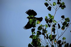 Six Aspects of a Blackbird