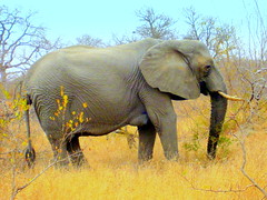 South Africa. Safari. Elephants