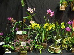 2010 Orchid Society of Santa Barbara Fall Anceps Show