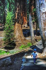 Sequoia Kings