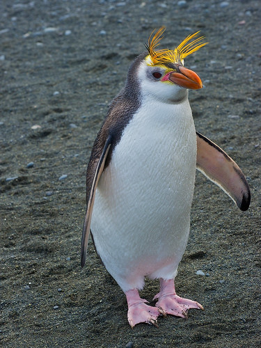 Royal Penguin by Robert Cave