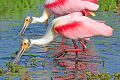 Florida Birds and Wildlife