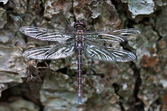 Emergence of a dragonfly