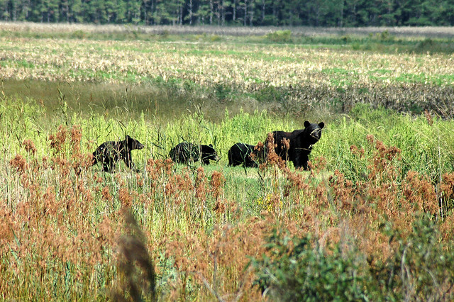Black bear leading her cubs