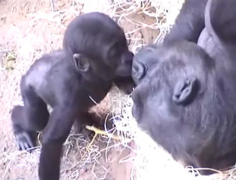 Cute Kib with his  mum by gorillaphile
