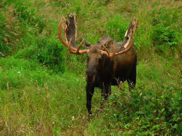 Moose Leads Wardens To “Secret Reefer Shack”