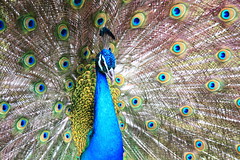 藍孔雀 Blue Peafowl