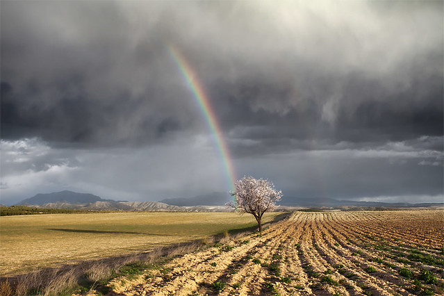 One Storm, Two Rainbows and Almond Tree