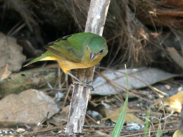 Painted Bunting female 20110220