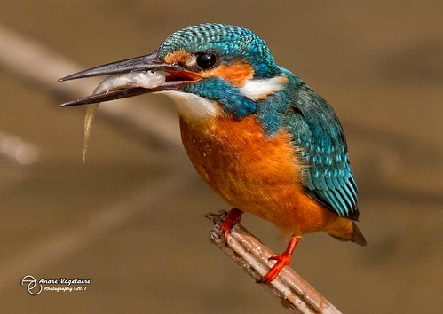 Kingfisher (Alcedo atthis) #5 by André Vogelaere - 李安杰