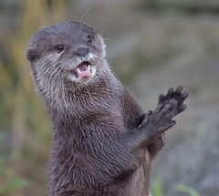 ASian Short Clawed Otter