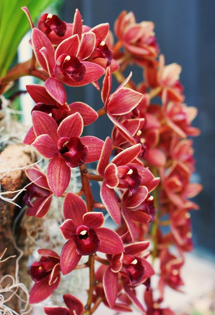 South Jersey Orchid Society (Cymbidium Dorothy Stackstill)