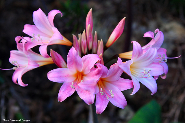 Amaryllis belladonna, Belladonna Lily, Naked Lady