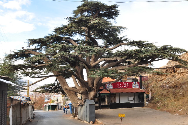 Old Cedar Tree [Lebanon]