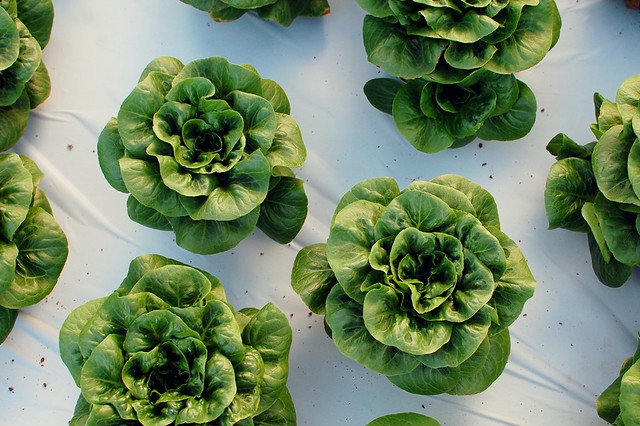 aquaponic lettuce | Flickr - Photo Sharing!