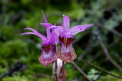 California Orchids