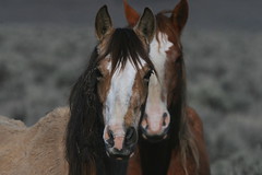 Palomino Buttes Mustangs