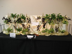 2011 Newport Orchid Expo