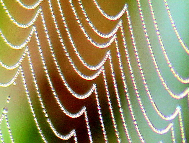 Dew beads on silk 20110204
