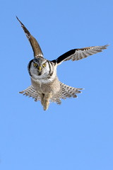 Nothern Hawk Owl