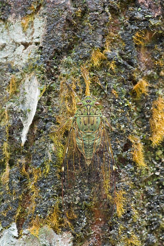 cicada camouflage IMG_9913 copy