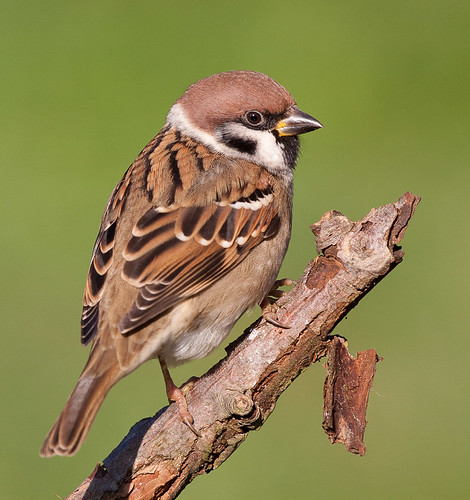 Tree Sparrow by Johannes D. Mayer