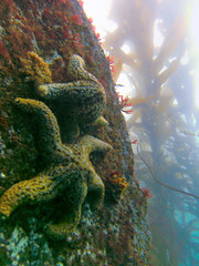 Monterey Scuba Diving