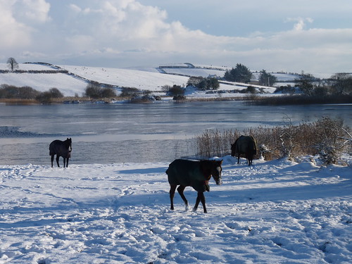 Horses by the lake in winter: County Down