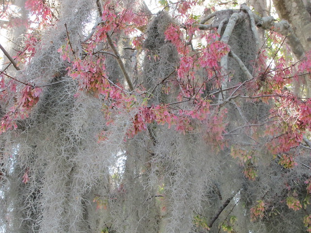 Spanish Moss. Don't let the bed bugs bite! | Flickr - Photo Sharing!