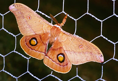 Freds moths and butterflies