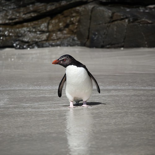 Rockhopper Penguin on the beach