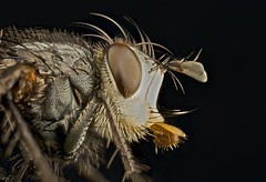 Diptera (Ecuador)
