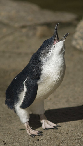 Little_Penguin_001 by Graham King Photography