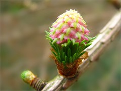 FLORA (Pinales, coniferales)