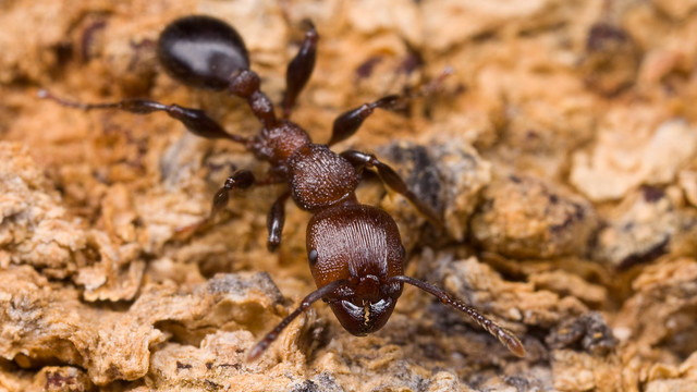 5 semut-semut unik di dunia