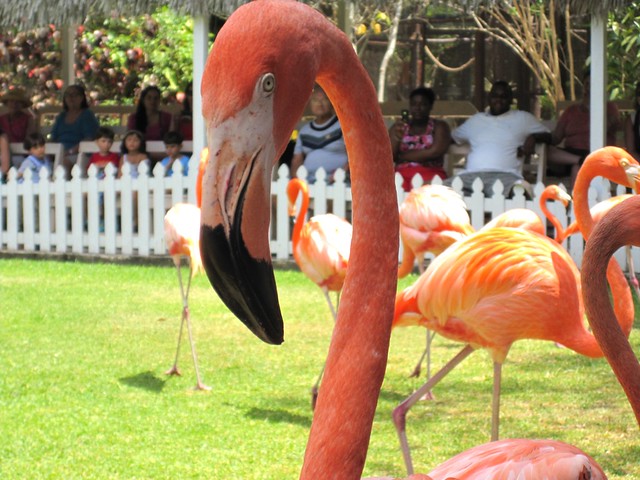 No zoom needed, friendly Flamingo!