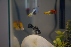 20110326 - Aquarium Fish
