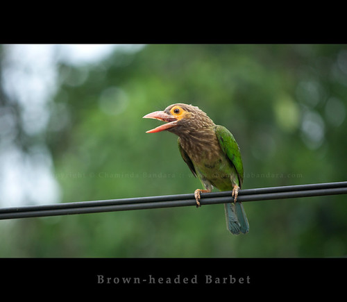 Brown-headed Barbet by Chāminda Bandāra