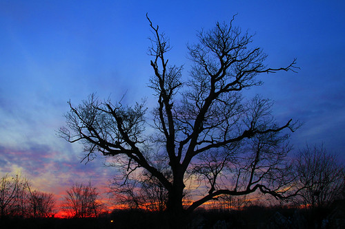 Ugly Tree, Beautiful Sunset by Darren LoPrinzi