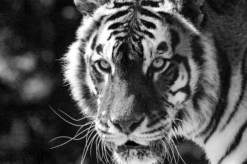 BW Tiger by Danny Nicholson