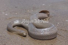 Australian Sea Snakes