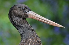 Euopean Black Stork